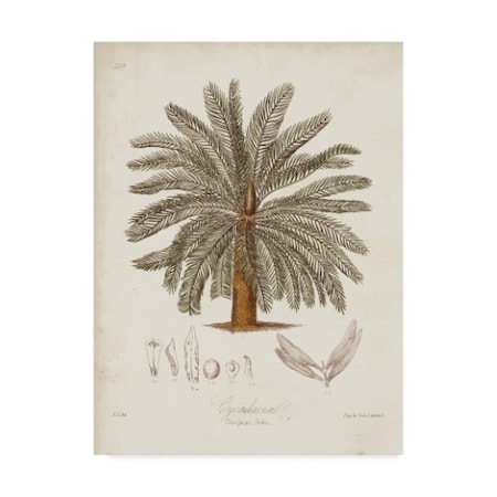 Elizabeth Twining 'Antique Tropical Palm I' Canvas Art,24x32